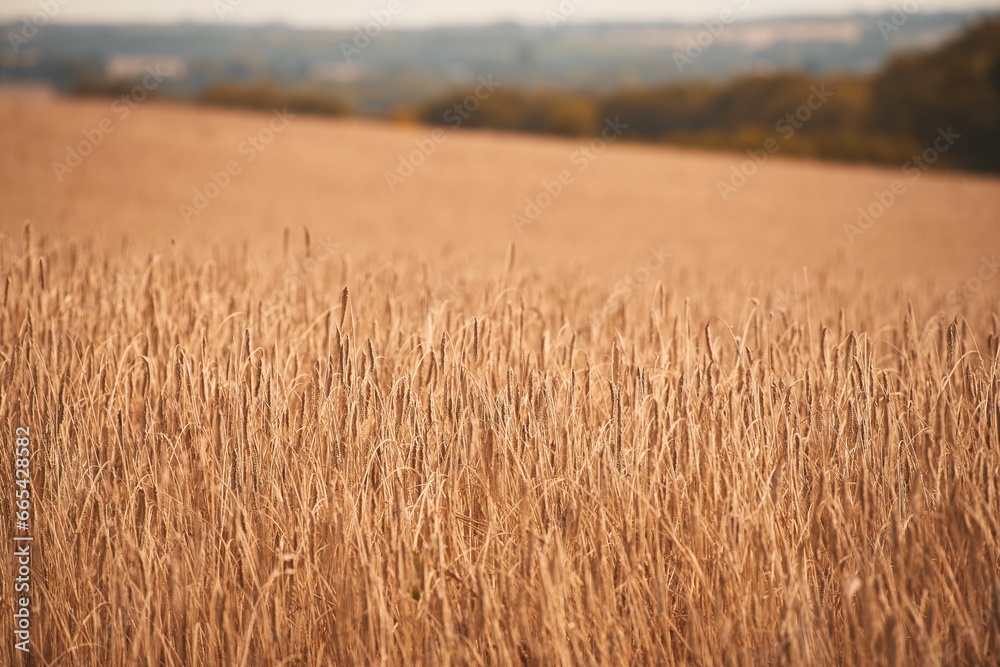 Close-Up of Rye or Wheat Ears in a Field - Agriculture Concept. Sunrise or sunset time. Agriculture background. Close-Up of Rye or Wheat Ears in a Field - Agriculture Concept. Sunrise or sunset time. Agriculture background.