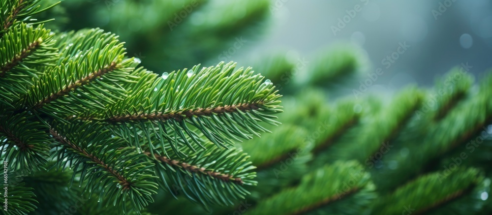 Christmas tree branches on a natural background. Christmas tree branches on a natural background.