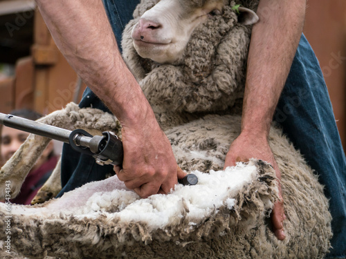 Close up of shearer shearing a sheep