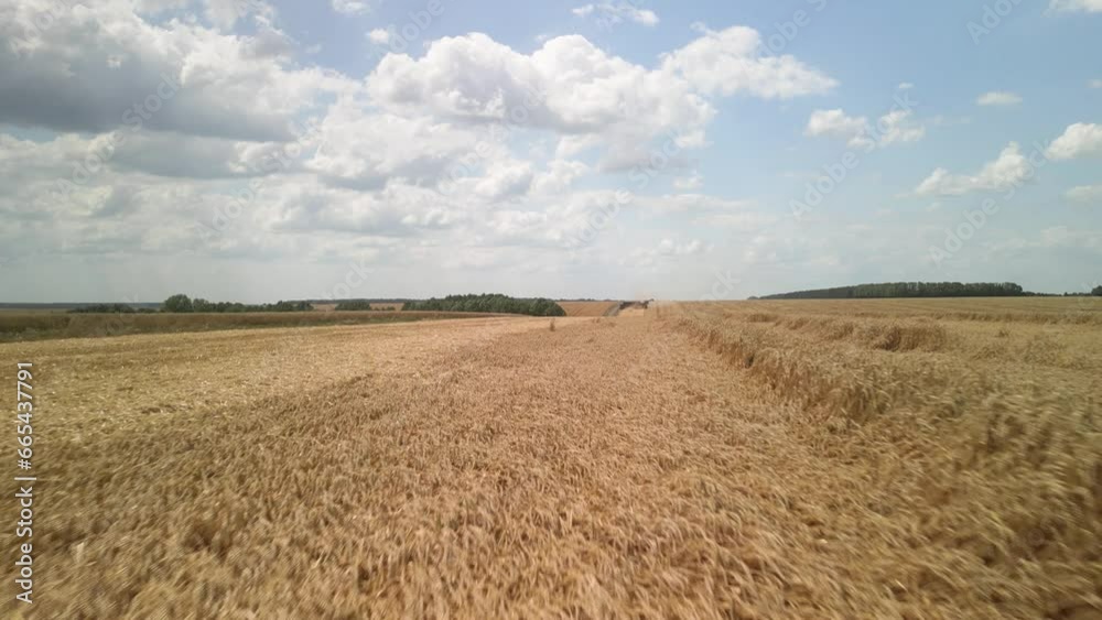 Wheat field aerial view in Ukraine Wheat field aerial view in Ukraine