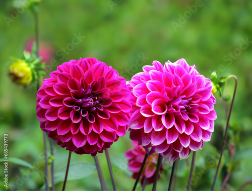 Pair of pink Dahlia Flowers in greenery background