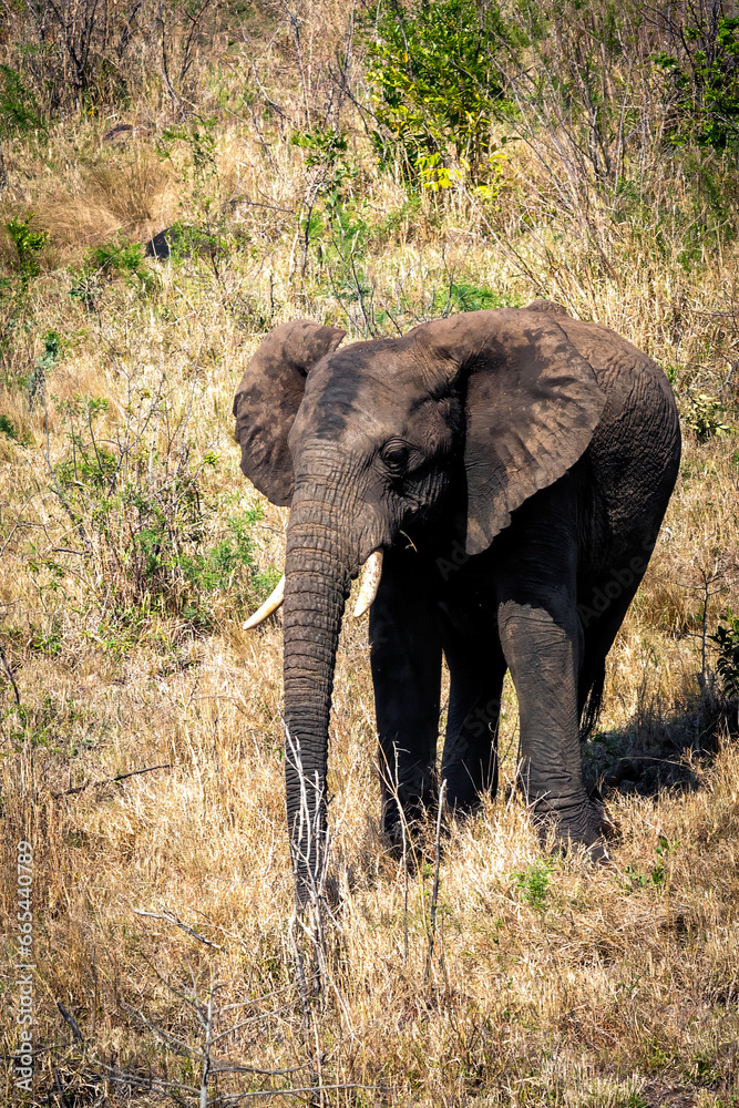 Elephants in Hluhluwe Imfolozi Park, South Africa blocking the road walking in front of a safari car.