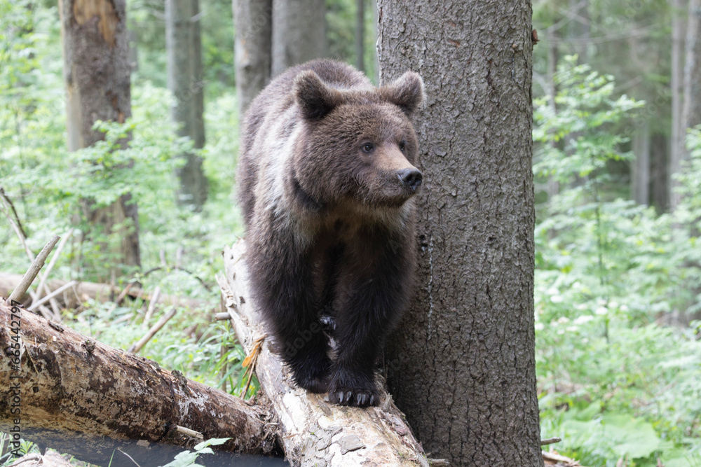 Close up of brown bear standing on fallen tree in green summer forest.