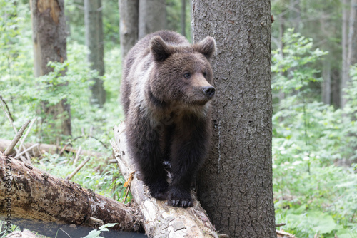 Close up of brown bear standing on fallen tree in green summer forest.