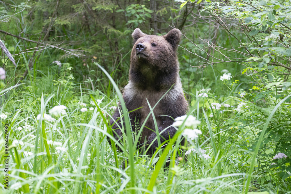 Brown bear walking in green summer meadow. Brown bear walking in green summer meadow.