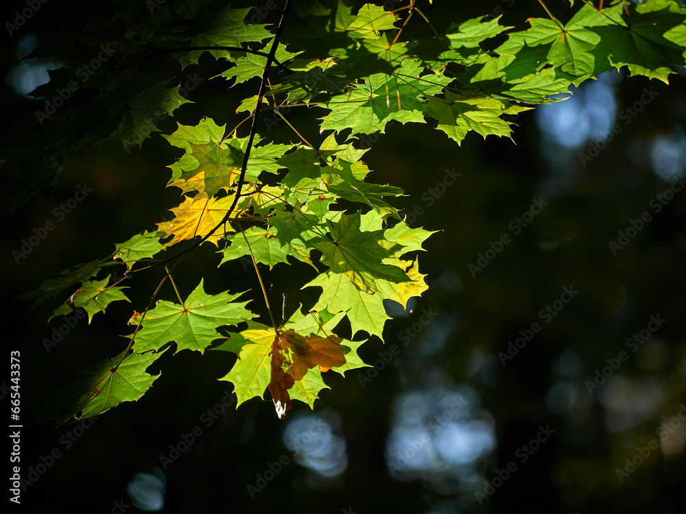 Autumn sunny landscape. Yellow autumn maples and birches
