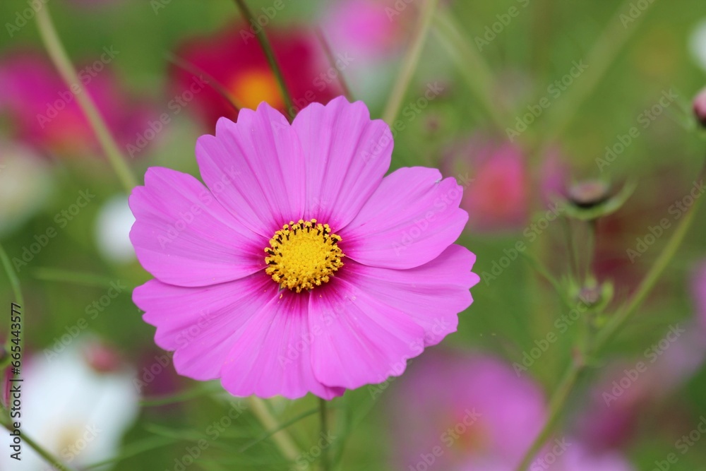 Obraz premium 코스모스