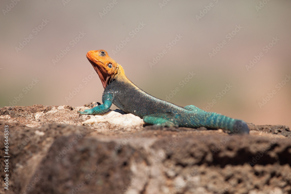 Beautiful blue and orange agama lizard in africa. Closeup detail of scales and colors. Beautiful blue and orange agama lizard in africa. Closeup detail of scales and colors.