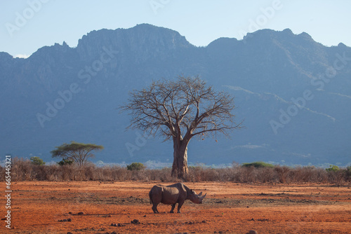 An elusive black rhino in from of a baobob tree with mountains in the background of the amazing African scene