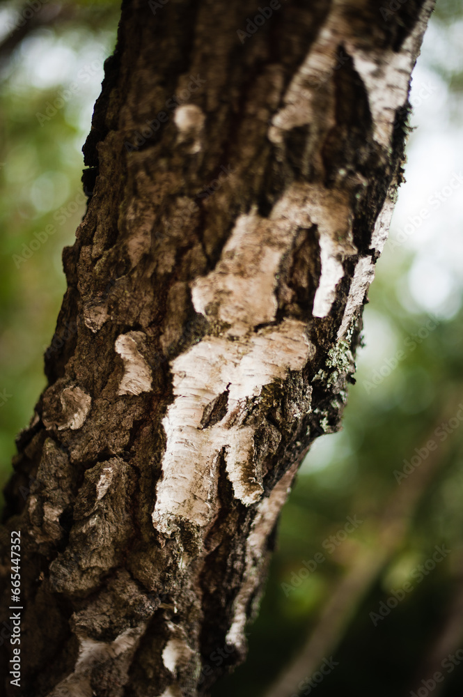 bark of a tree