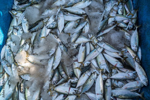 Freshly caught fish stored in an icebox on a beach in coastal India.