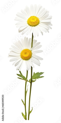 Common daisy isolated on white background.