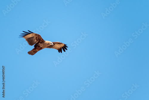 A Brahminy Kite aka Haliastur Indus flying in the air with a blue sky in the background.