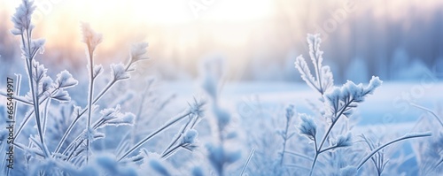 Frozen snowy grass, winter natural abstract background. beautiful winter landscape. © MDBepul