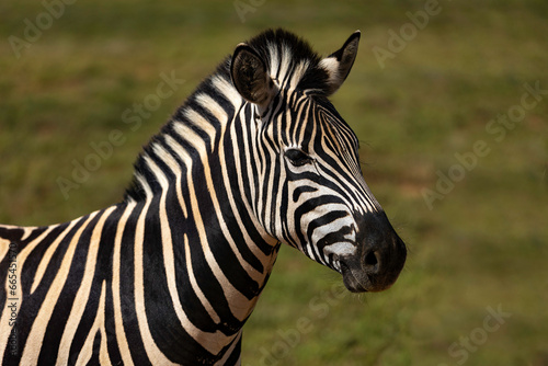 Portrait of a zebra in Addo National Park, South Africa 