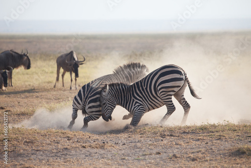 Fototapeta Naklejka Na Ścianę i Meble -  Incredible zebra fight, kicking up dust in a ferocious display of dominance