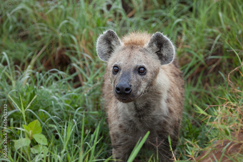 Curious spotted hyena looks up at the camera Curious spotted hyena looks up at the camera