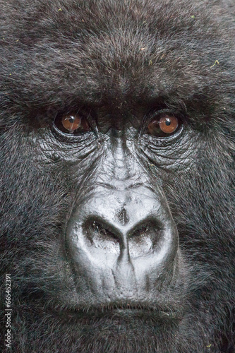 Powerful portrait of a mountain gorilla