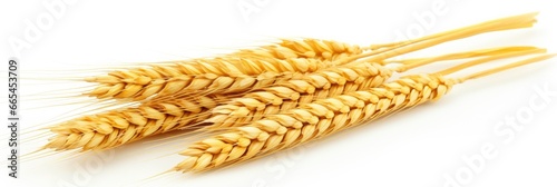  Wheat ears isolated on white background.