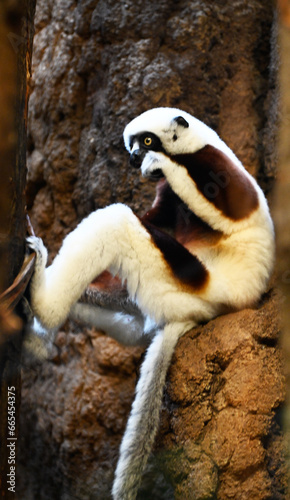 A Madagascae Coquerel's Sifaca sitting on rocks photo