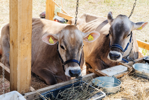 Swiss cows in a wooden pen. Two tired animals are resting next to a feeding trough. Raising cattle on a farm. Close-up © Dmitry