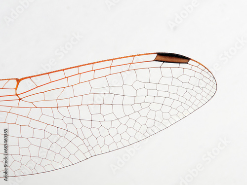 Dragonfly on a white background. Violet Dropwing. Trithemis annulata © Macronatura.es