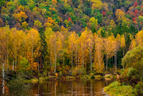 autumn in the forest