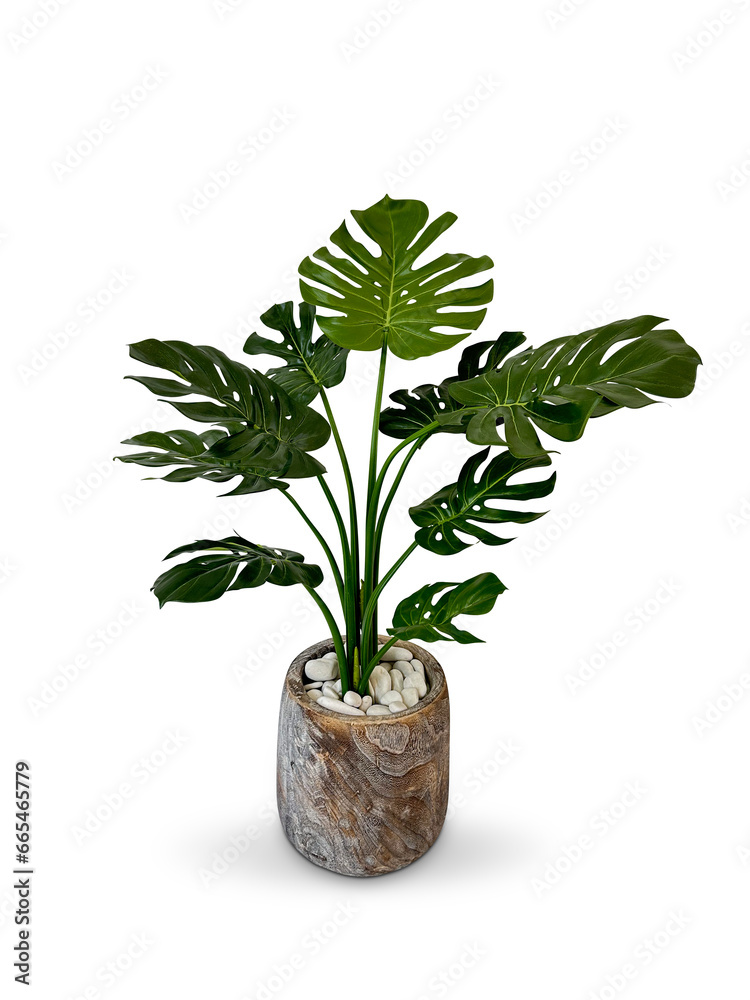 plant in a pot on Transparent Background