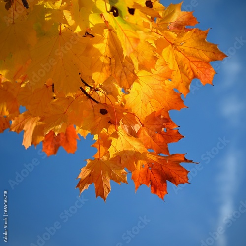 Beautiful colourful autumn leaves. Seasonal natural background. Fall time.