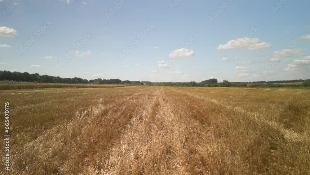 Wheat field aerial view in Ukraine Wheat field aerial view in Ukraine