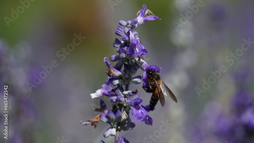 The cycle of life: Bee on a lavender bud