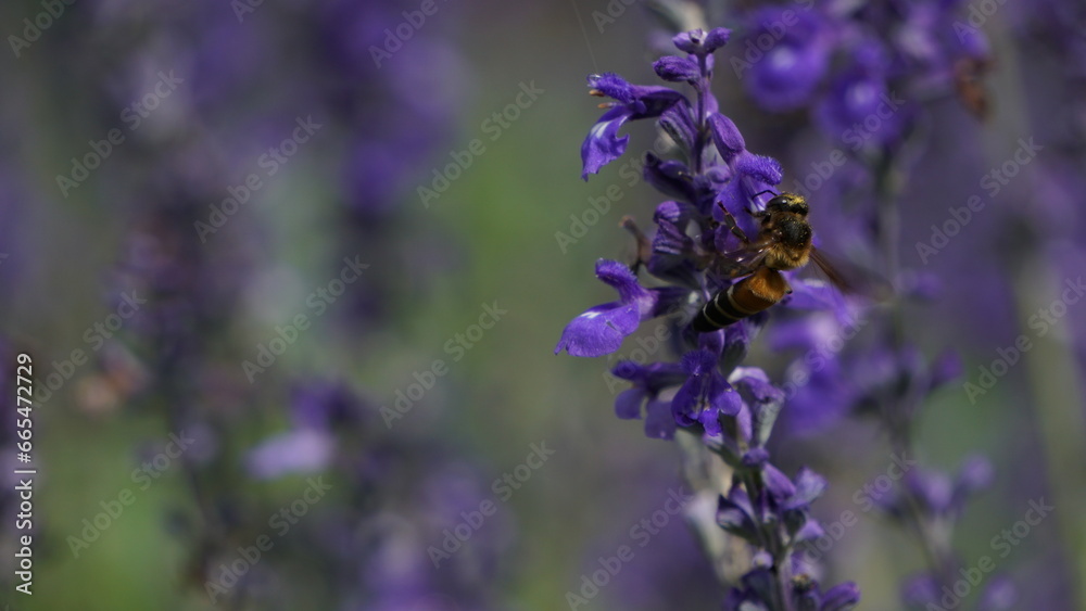 A lavender field and a bee's journey A lavender field and a bee's journey