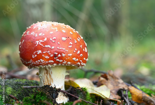 macro photo of a red with white dots mushroom, fly agaric, in the forest in early autumn