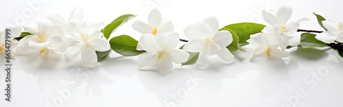 Jasmine flowers on white surface.