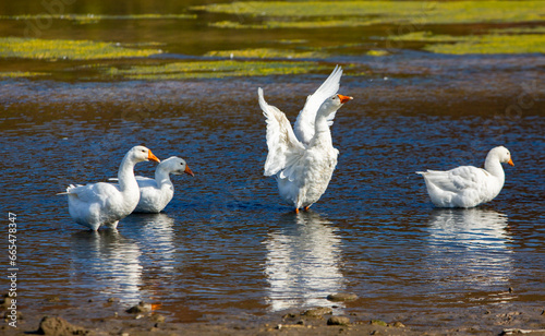 Group of white geese on the meadow in autumn day.