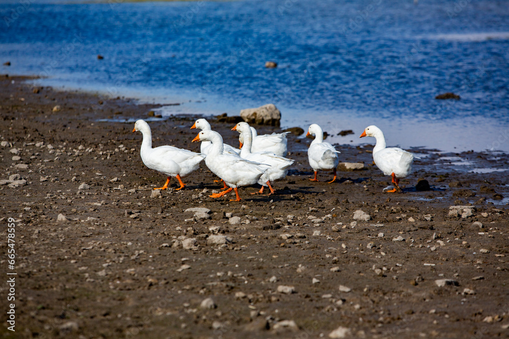 Group of white geese on the meadow in autumn day. Group of white geese on the meadow in autumn day.