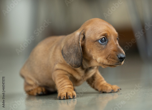 A very small young brown dachshund puppy © Algimantas