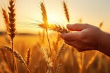 Farmer hand touching wheat ears at sunset. Harvesting concept, hand of worker man taking wheat spikes at sunset close up, AI Generated