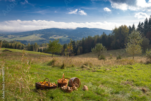 Grzybobranie w Tyliczu jesienią. Jesienny krajobraz. photo