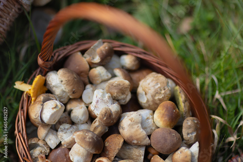 Grzybobranie w Tyliczu jesienią. Kosze pełne grzybów.