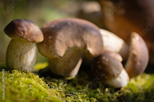 Grzybobranie w Tyliczu jesienią. Grzyby leśne.