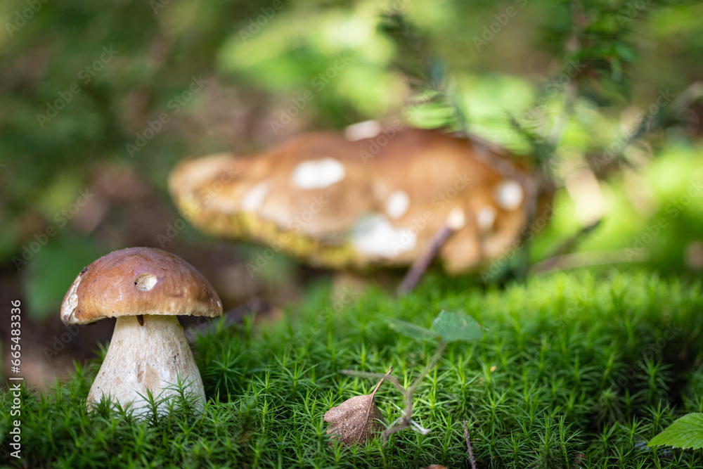 Grzybobranie w Tyliczu jesienią. Grzyby leśne. Grzybobranie w Tyliczu jesienią. Grzyby leśne.
