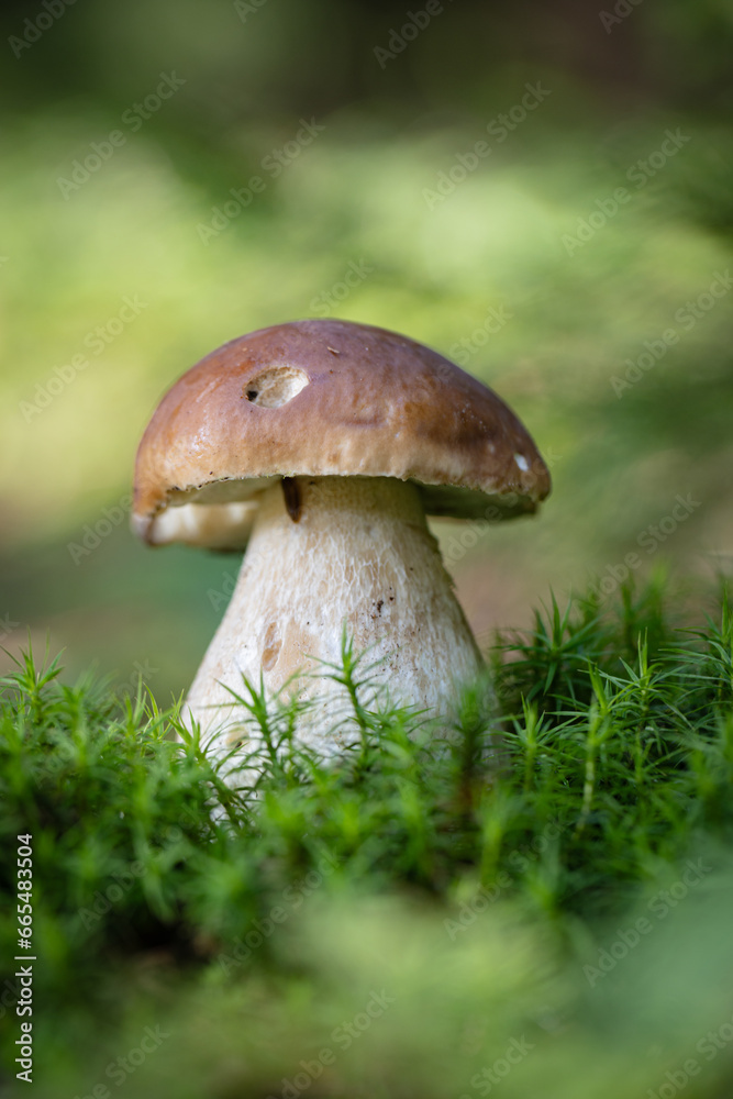 Grzybobranie w Tyliczu jesienią. Grzyby leśne. Grzybobranie w Tyliczu jesienią. Grzyby leśne.