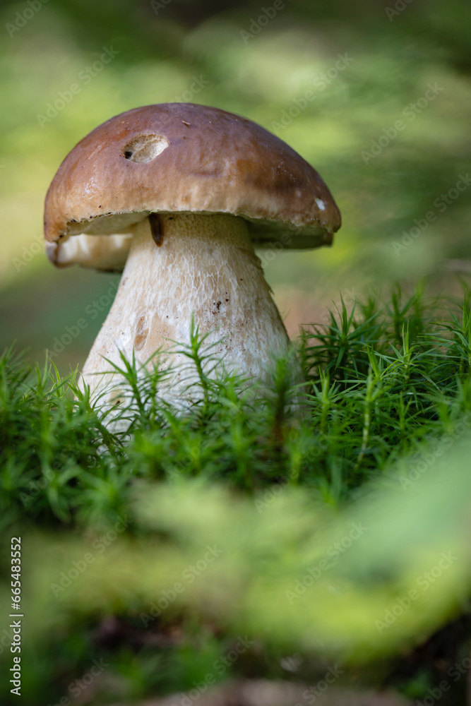 Grzybobranie w Tyliczu jesienią. Grzyby leśne. Grzybobranie w Tyliczu jesienią. Grzyby leśne.