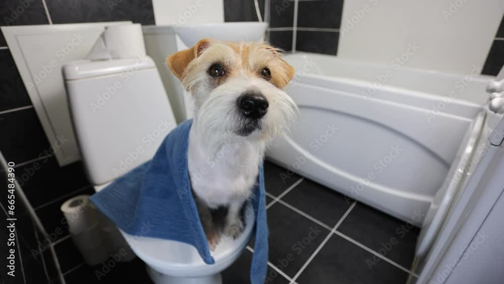 Dog on the toilet. Bathroom with Jack Russell Terrier. The pet poops ...