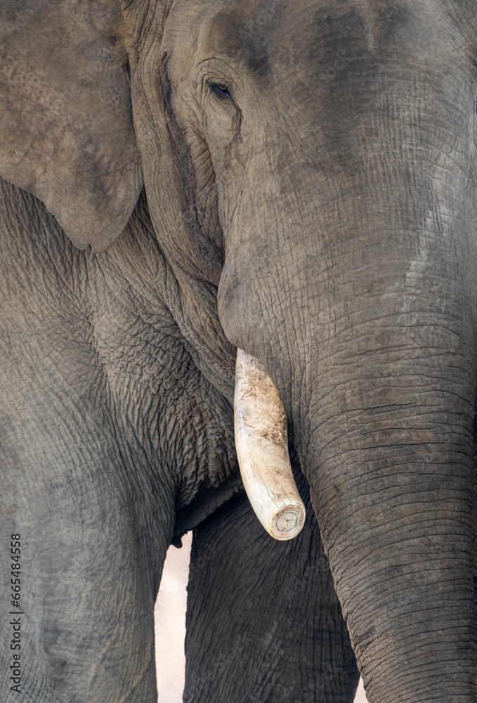 Fototapeta premium Domesticated Elephants in Captivity