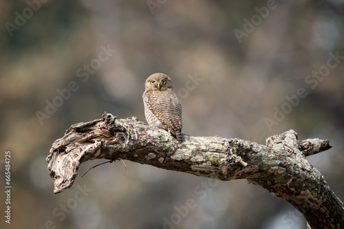 Jungle Owlet on a Dead Branch