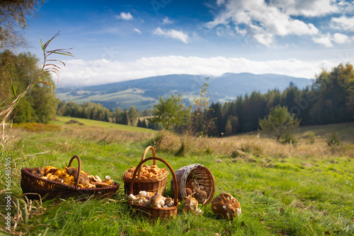 Grzybobranie w Tyliczu jesienią. Kosze pełne grzybów na tle pięknych krajobrazów.