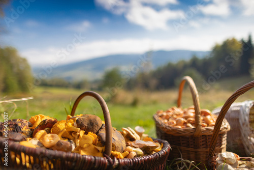Grzybobranie w Tyliczu jesienią. Kosze pełne grzybów na tle pięknych krajobrazów. © rogozinski