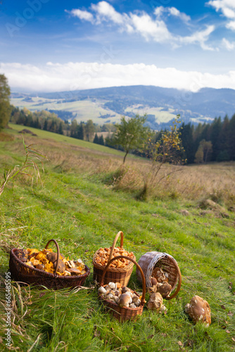 Grzybobranie w Tyliczu jesienią. Kosze pełne grzybów na tle pięknych krajobrazów.